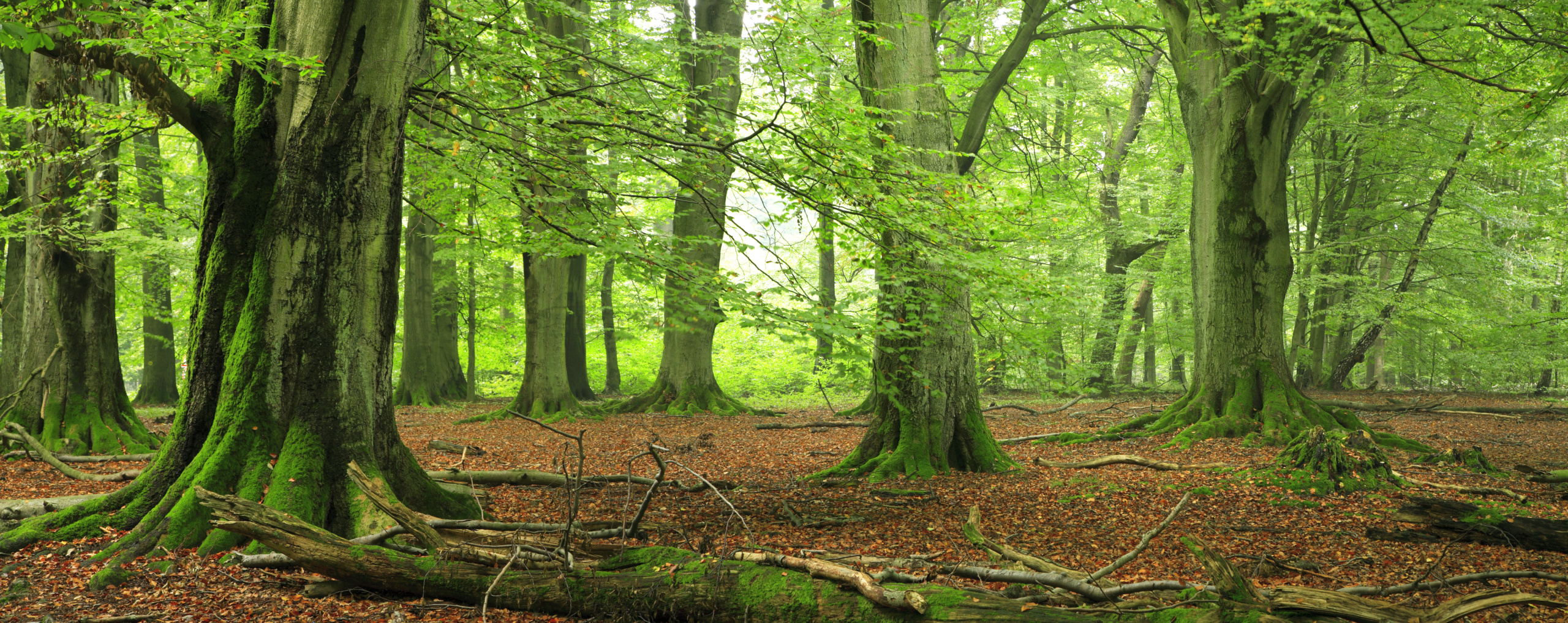 Green forest. Reminding of saving resources and eco-friendliness.