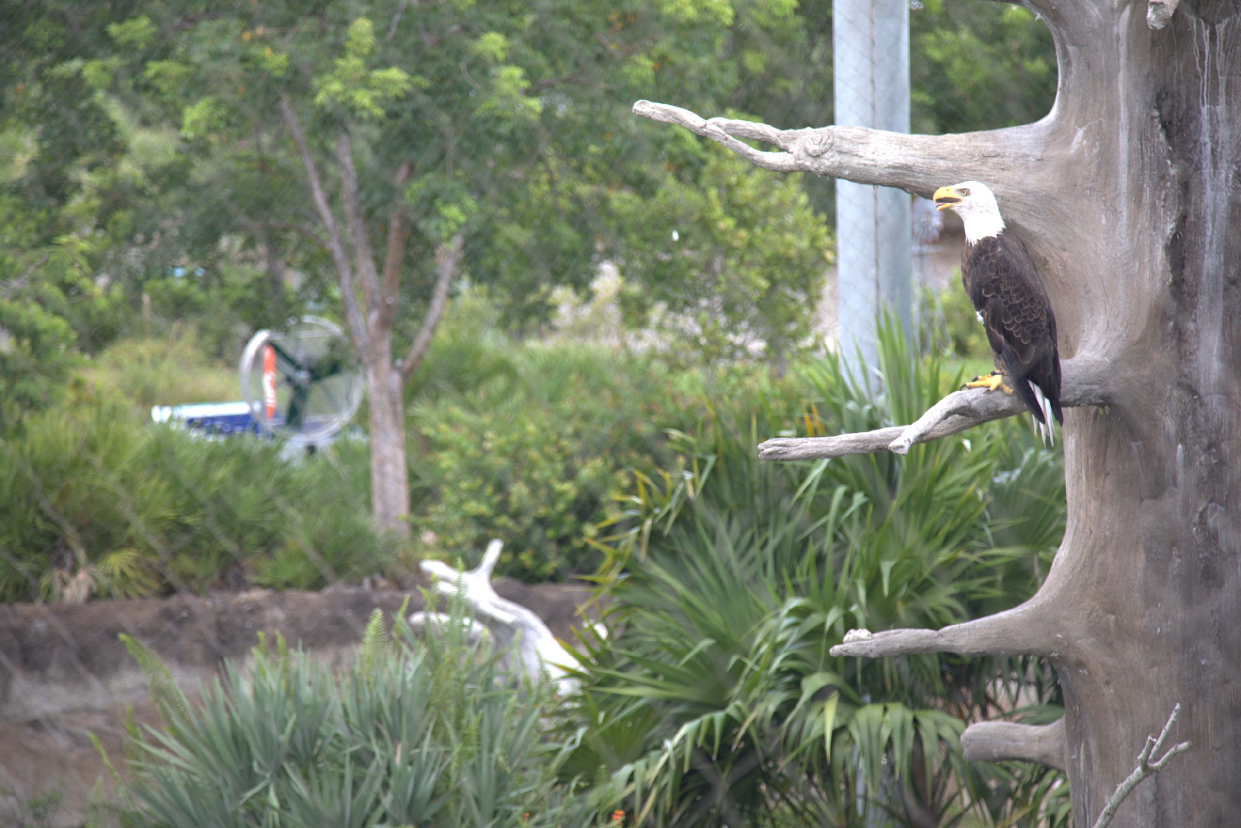 Eagle along water ride path