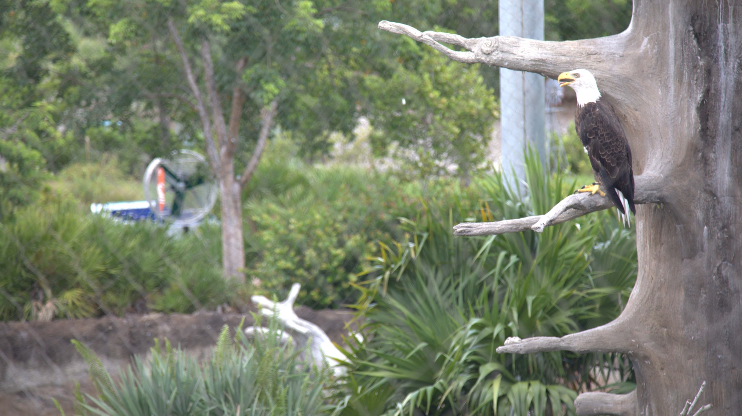 Eagle along water ride path